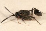 Ensign Wasp (Evaniidae) - Hyptia sp.
