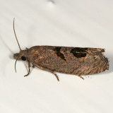 2936 - Aster-head Phaneta Moth - Phaneta tomonana
