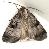 10680 - Knee-joint Dart Moth - Feltia geniculata