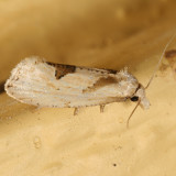 3758.2 - Aethes mymara