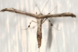 6168 -  Eupatorium Plume Moth - Oidaematophorus eupatorii