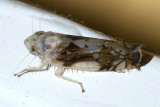 Scaphoideus intricatus