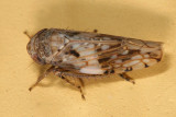 Leafhoppers genus Menosoma