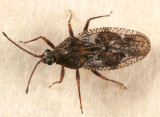 Physatocheila variegata