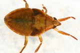 Belostoma sp. (nymph)