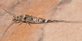 Machilidae - Trigoniophthalmus alternatus