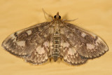 4953 - Crowned Phlyctaenia - Phlyctaenia coronata complex