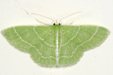 7058 - Wavy-lined Emerald - Synchlora aerata