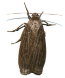 8045.1 - Pale Lichen Moth - Crambidia pallida
