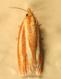 3699 - Three-streaked Sparganothis - Sparganothis tristriata