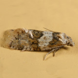 3754.2 - Aethes argentilimitata