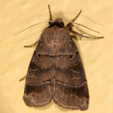 10955 - Pale-banded Dart - Agnorisma badinodis