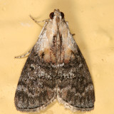 5608 - Double-humped Pococera Moth - Pococera expandens