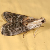 5608 - Double-humped Pococera Moth - Pococera expandens