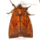 Amphipyrinae Moths  9325 - 9872