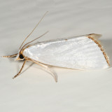 5464 - Snowy Urola Moth - Urola nivalis