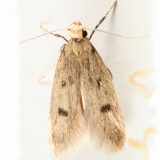 1062 - Carolana ascriptella