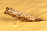 5379 - Mottled Grass-veneer - Neodactria luteolella