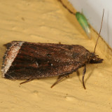 9059 -- Bog Capis Moth -- Capis curvata