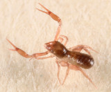 Chthoniidae - Chthonius sp.