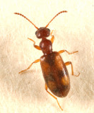 Anthicus cervinus