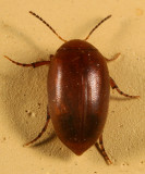 Nycteus testaceus