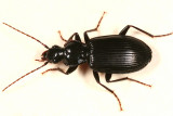 Platynus decentis