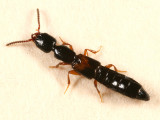Nudobius cephalus