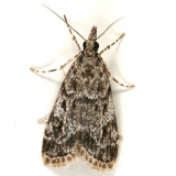 4719 -- Many-spotted Scoparia Moth -- Scoparia basalis