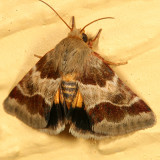 11117 - Lynx Flower Moth - Schinia lynx
