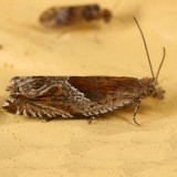 3360 - Ancylis tenebrica