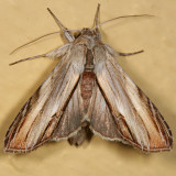 Cucullinae Moths  9873 - 10217