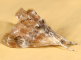 4889 - Julia's Dicymolomia Moth - Dicymolomia julianalis