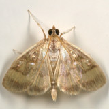 4945 - Pale-winged Crocidophora Moth - Crocidophora tuberculalis