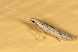 1350 - Coleophora quadruplex