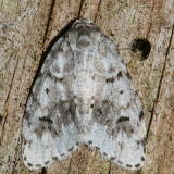 8098.2 - Clemensia umbrata