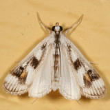 4759 - Polymorphic Pondweed Moth - Parapoynx maculalis