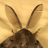 8318 - Gypsy Moth antennae - Lymantria dispar