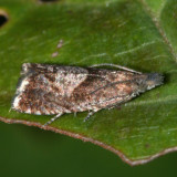 3412.1 - Dichrorampha acuminatana