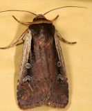 10891 - Flame-shouldered Dart - Ochropleura implecta