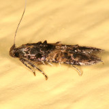 1615 - Sweetclover Root Borer Moth - Walshia miscecolorella