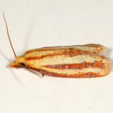 3699 - Three-streaked Sparganothis - Sparganothis tristriata