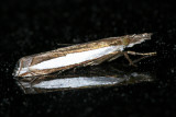 5357 - Leach's Grass-veneer - Crambus leachellus