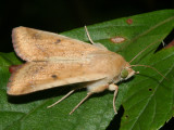 11068 - Corn Earworm Moth - Helicoverpa zea