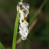 9090 - Olive-shaded Bird-dropping Moth - Tarachidia candefacta