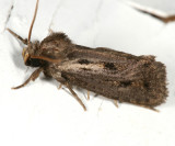 0373  Clemens Grass Tubeworm Moth  Acrolophus popeanella