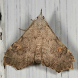 8400 - Redectis pygmaea