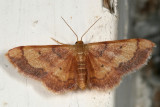 7114 - Red-Bordered Wave Moth - Idaea demissaria