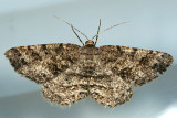 6620 - Canadian Melanolophia - Melanolophia canadaria
