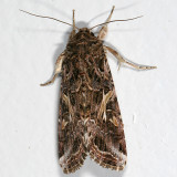 9669 - Yellow-striped Armyworm Moth - Spodoptera ornithogalli